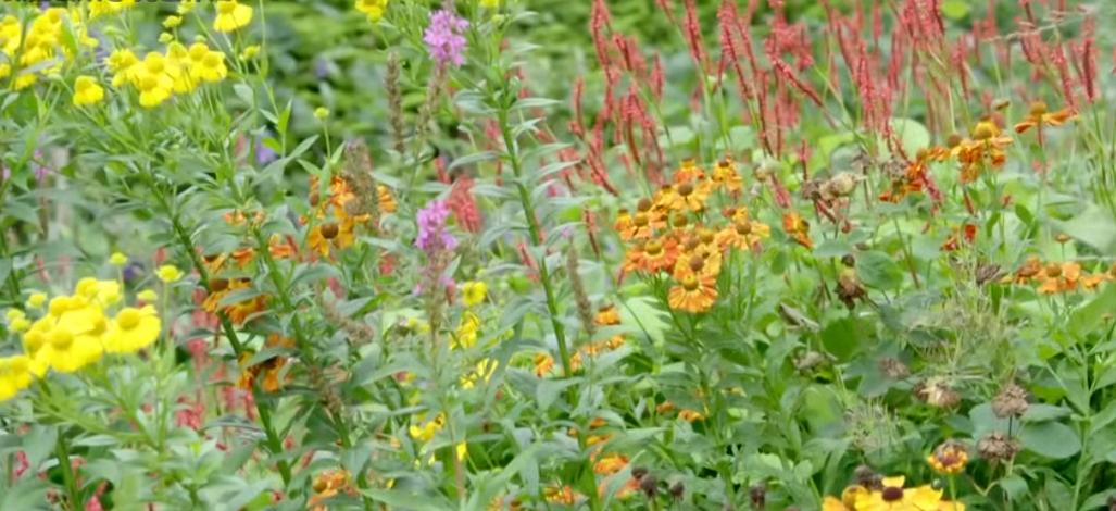 他经历破产、抑郁，却被植物治愈，成为BBC王牌节目主持人