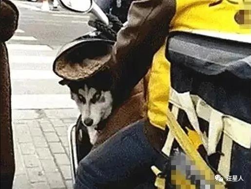 一名外卖小哥特别引人注意，因为他的后座位上总有只…