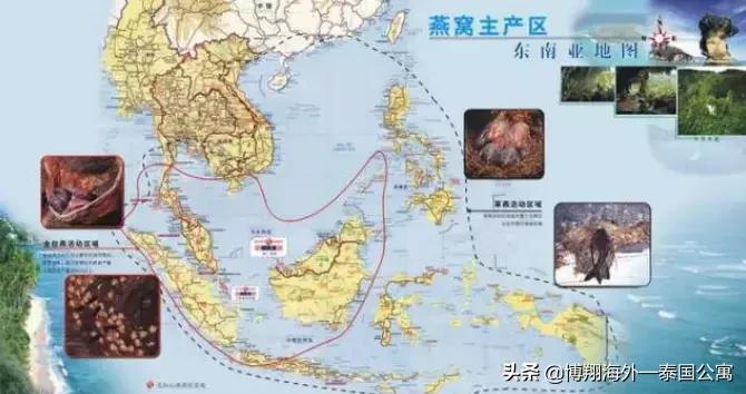 泰国燕窝和马来西亚哪个好,泰国燕窝马来燕窝外表差别