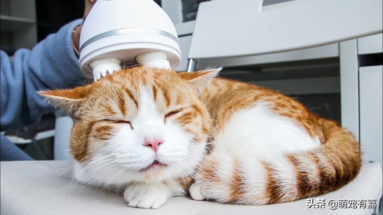 猫咪除尿臭最有效的方法,猫咪霉菌净