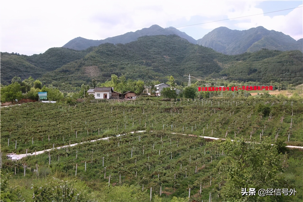 平武县天麻新闻,宁强县2018年天麻丰收