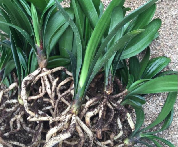 花生壳可以直接垫君子兰花盆底吗,君子兰换盆可以掺入一些鸡蛋壳吗