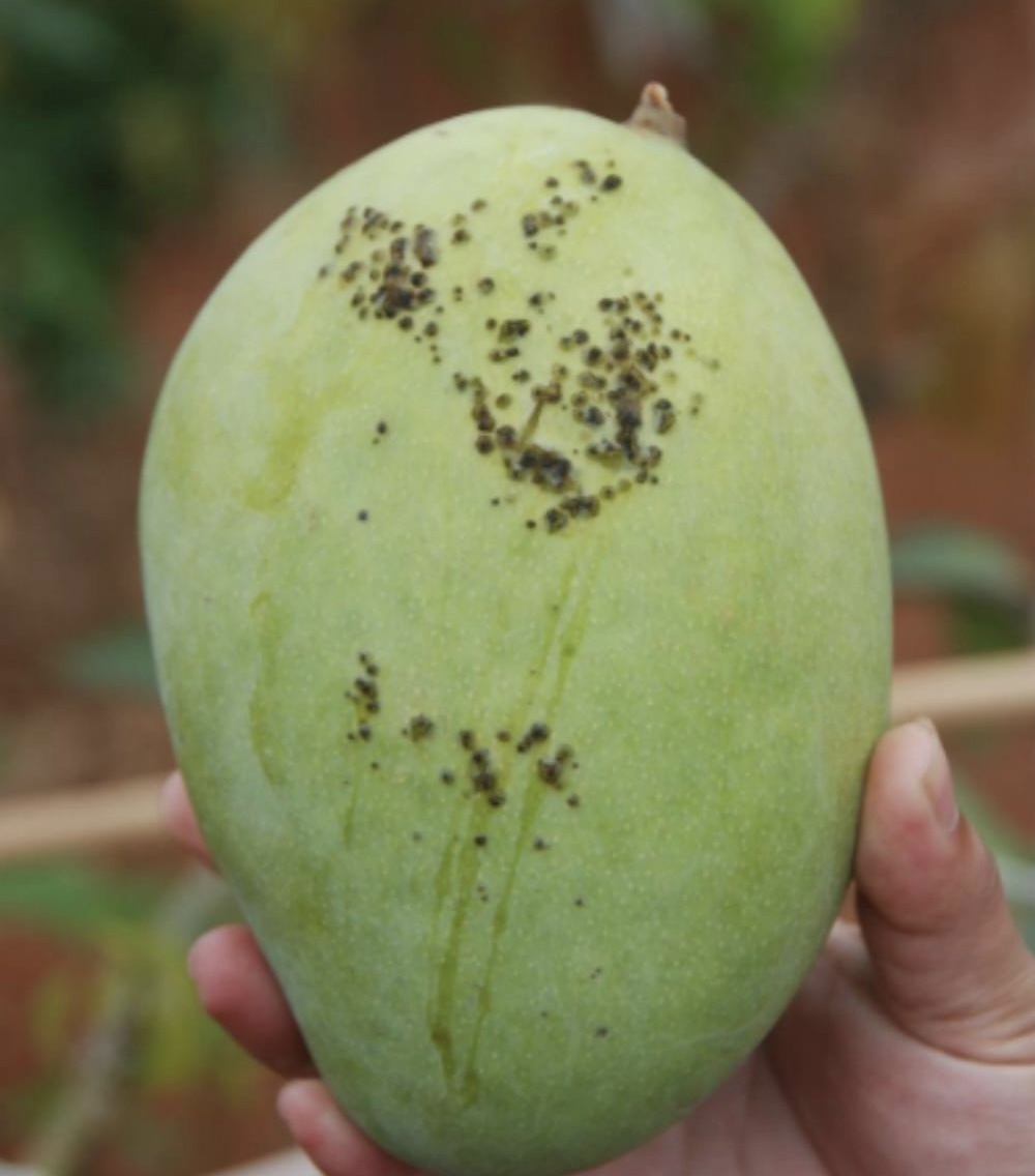 芒果叶片发黑是什么原因,芒果黑斑很严重吃了会有什么后果