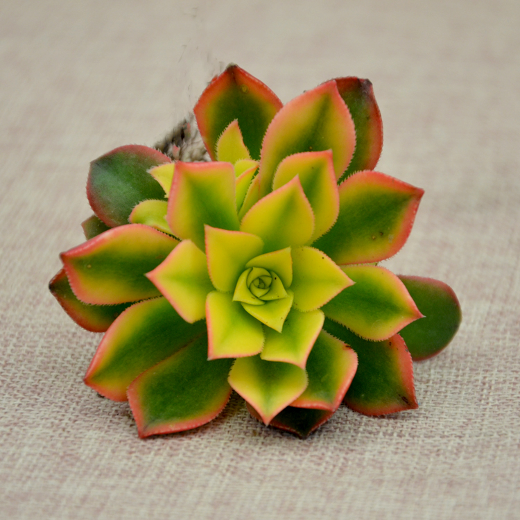 耐阴多肉植物室内,30种耐阴植物室内盆栽