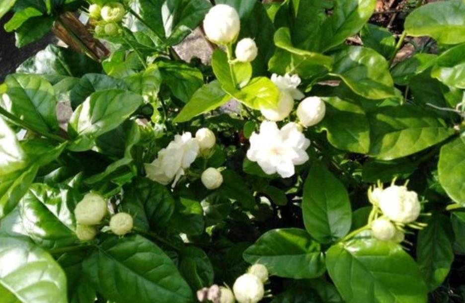 如何养好茉莉花的香味,如何养好茉莉花不烂根