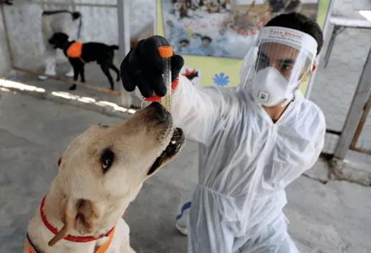 核酸检测太麻烦?10秒出结果的狗狗牌新冠探测器了解一下