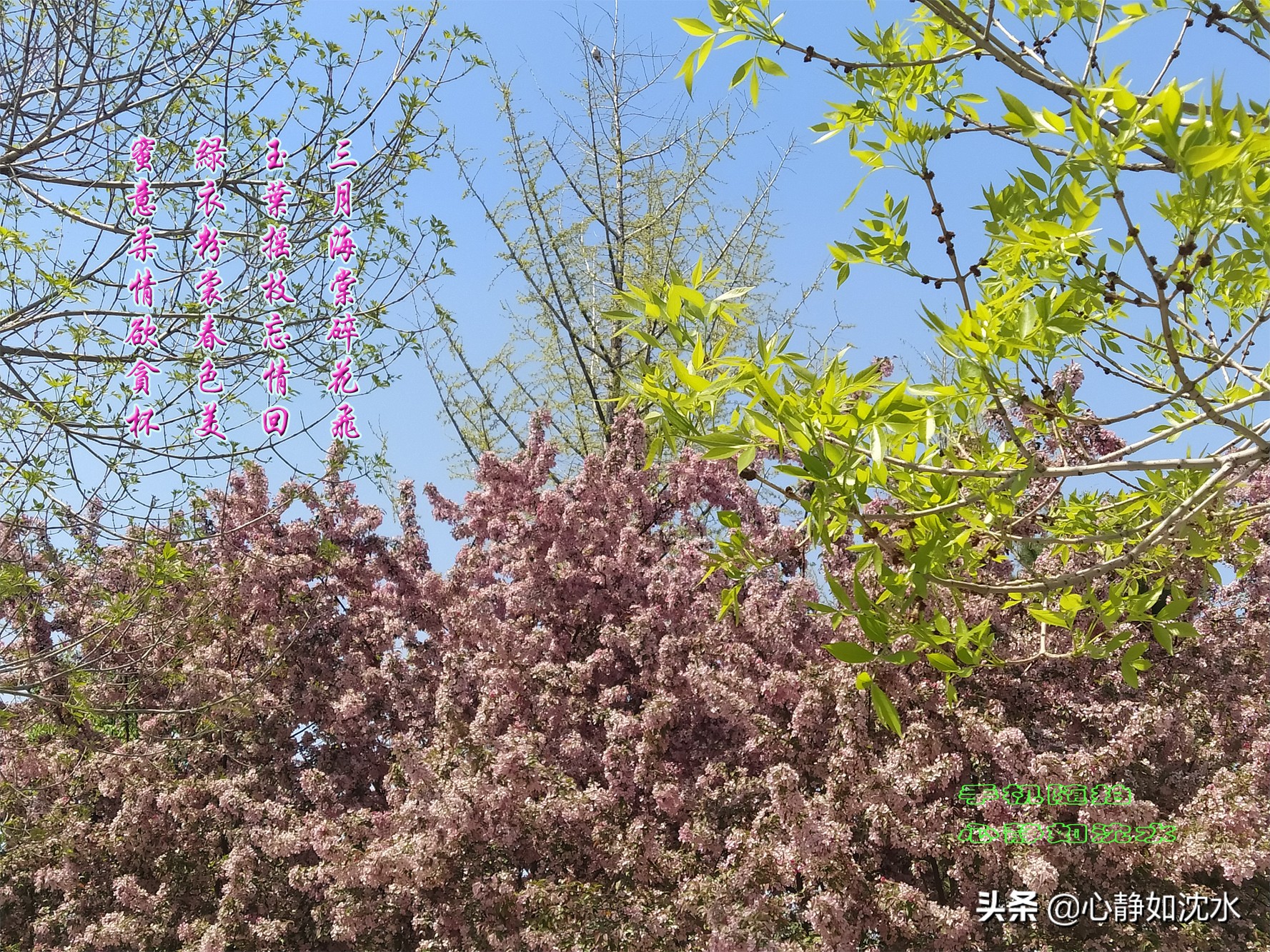 绿叶知花意,春花晓风情