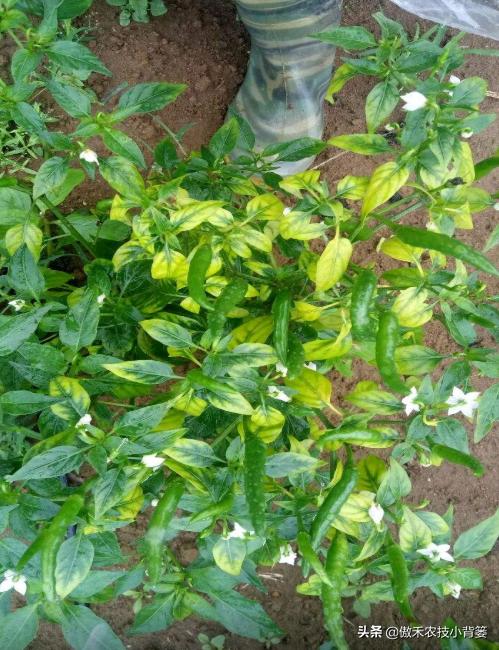 花卉绿植黄叶枯叶如何处理,花卉绿植黄叶原因是什么