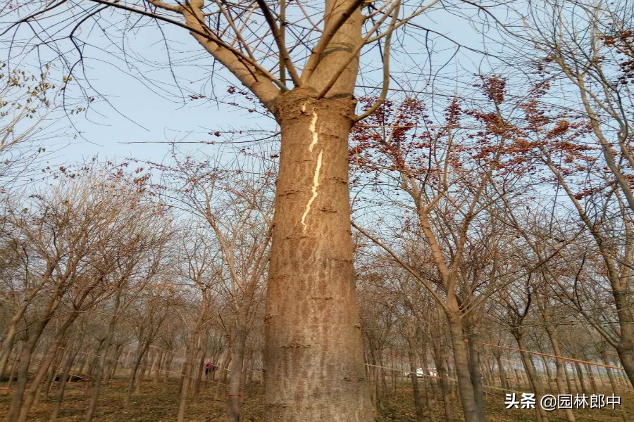 丝棉木树皮开裂原因,桦木容易开裂吗为什么