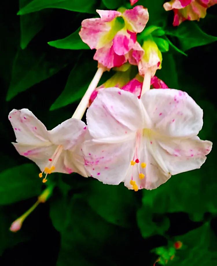 紫茉莉花色,紫茉莉的花朵有香味吗