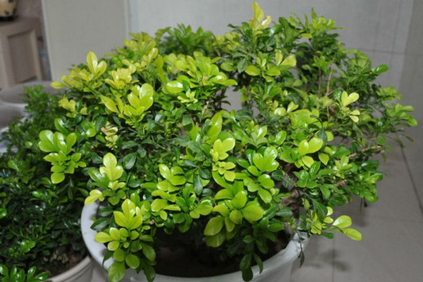 米兰移栽后套塑料袋,12度气温米兰需要用塑料袋套吗