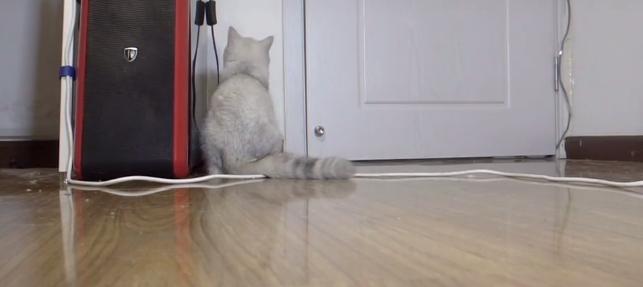 主人出门猫咪在做什么,主人出门猫咪独自在家