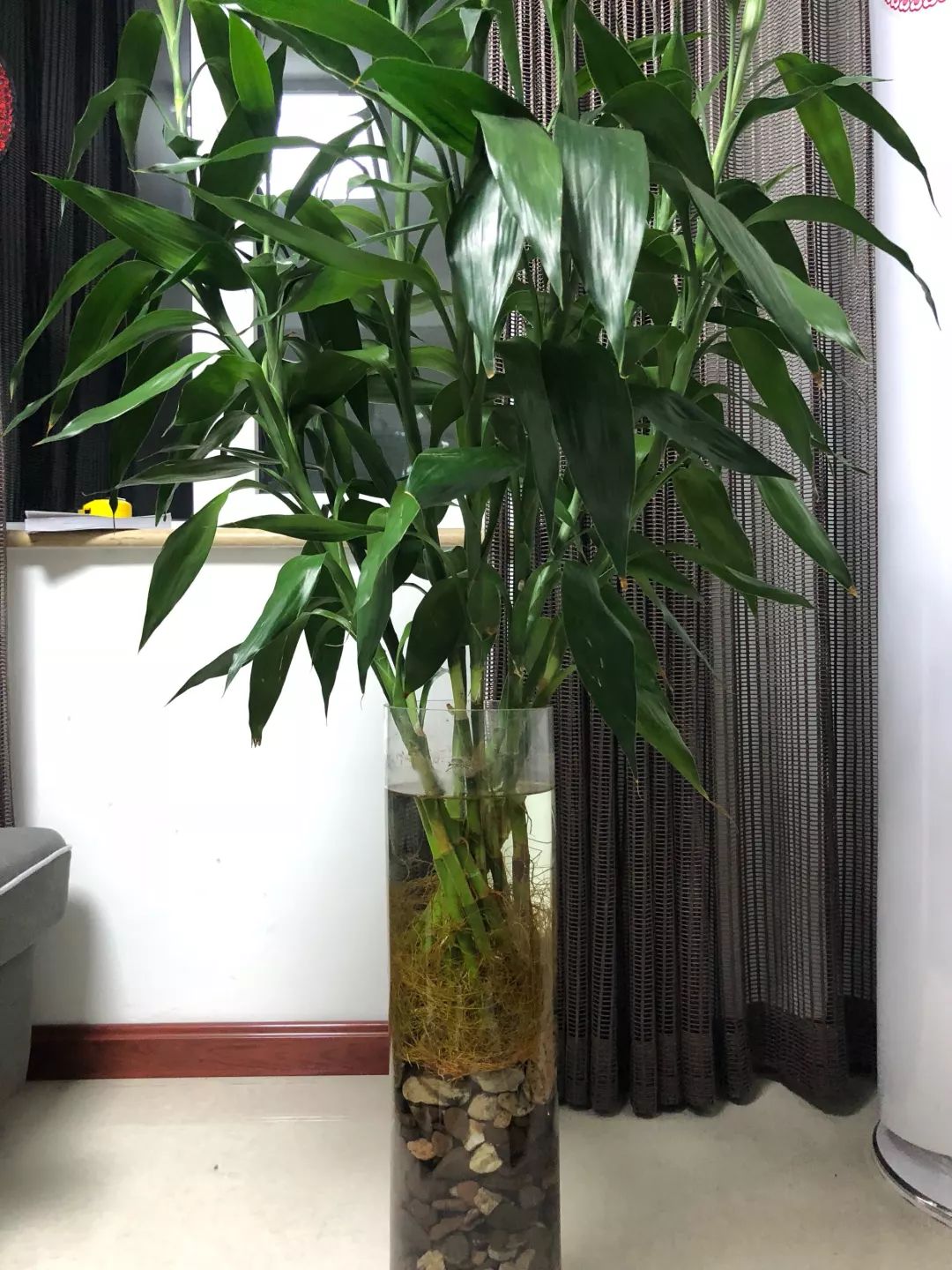 几种竹子,20种竹子种类大全及图片