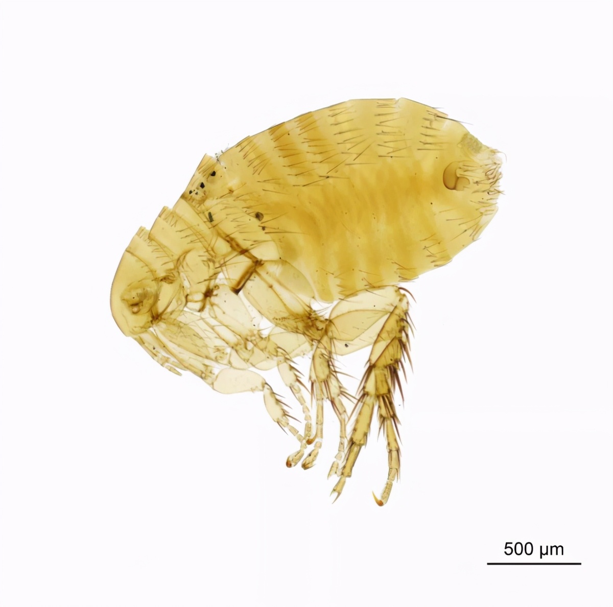 小小跳蚤全部小说,小小的跳蚤竟能养这么大