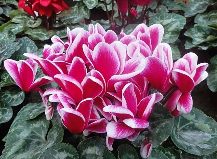 养仙客来勤做2个动作开花更多,如何养仙客来一年开几次花