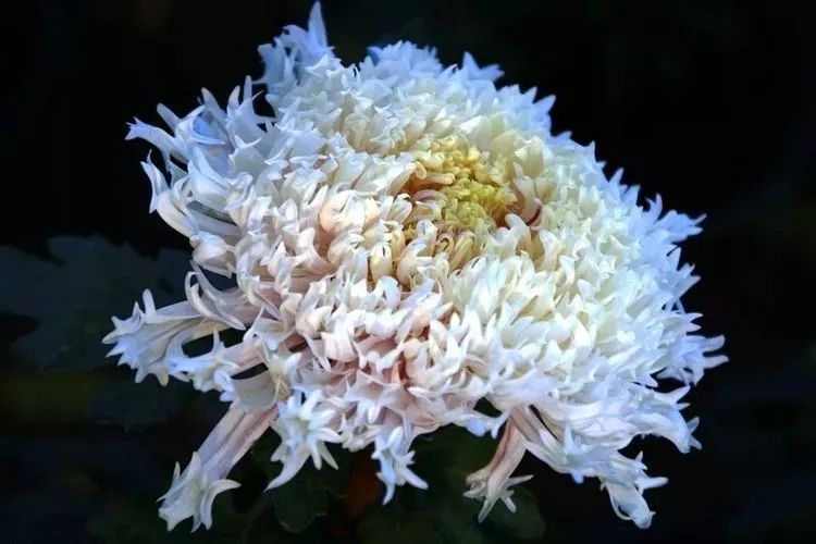 花中四君子菊花国画用笔,花中四君子菊花高清图片