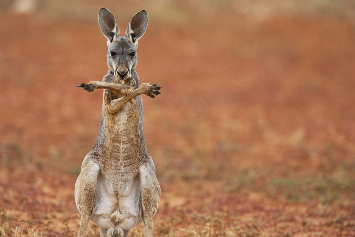 鼠年说“鼠”，袋鼠的小秘密你知道吗？