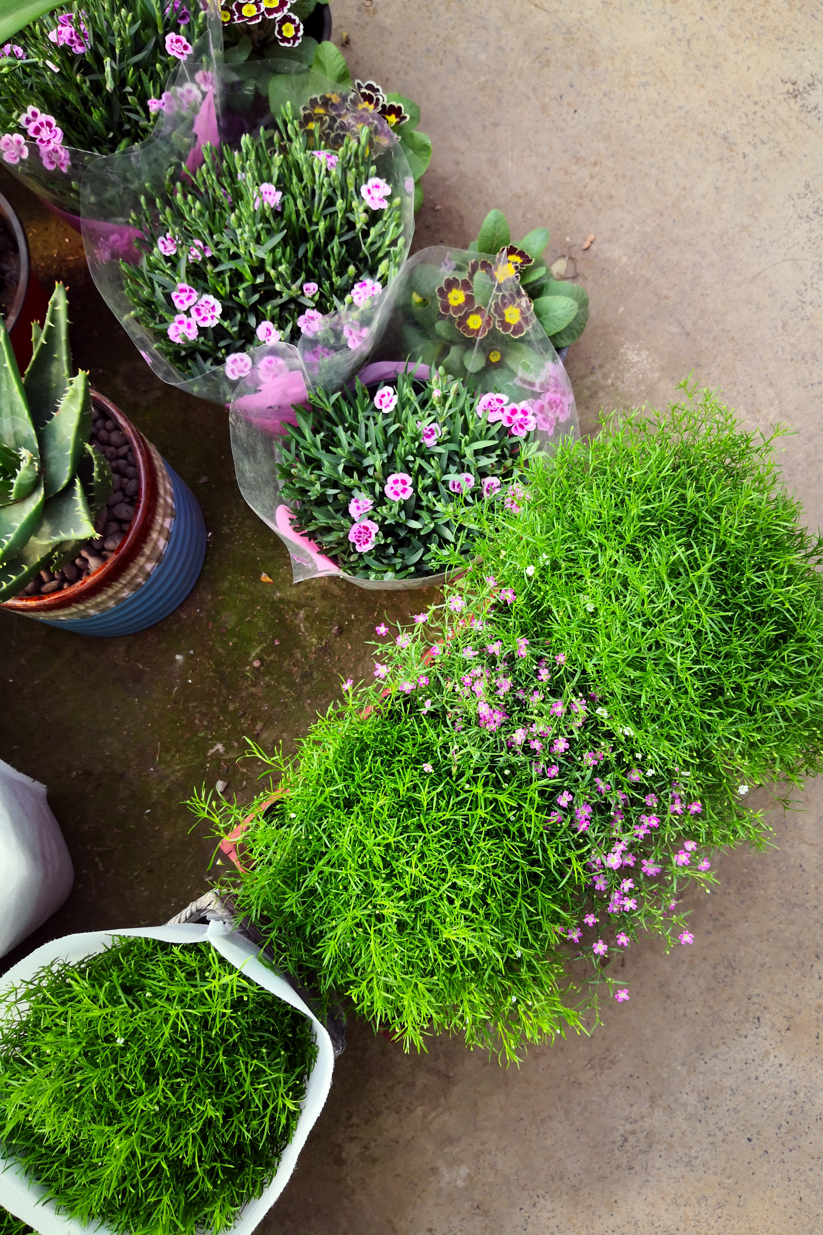 东营最大的花卉批发市场在哪里,东营地区哪里有花卉市场