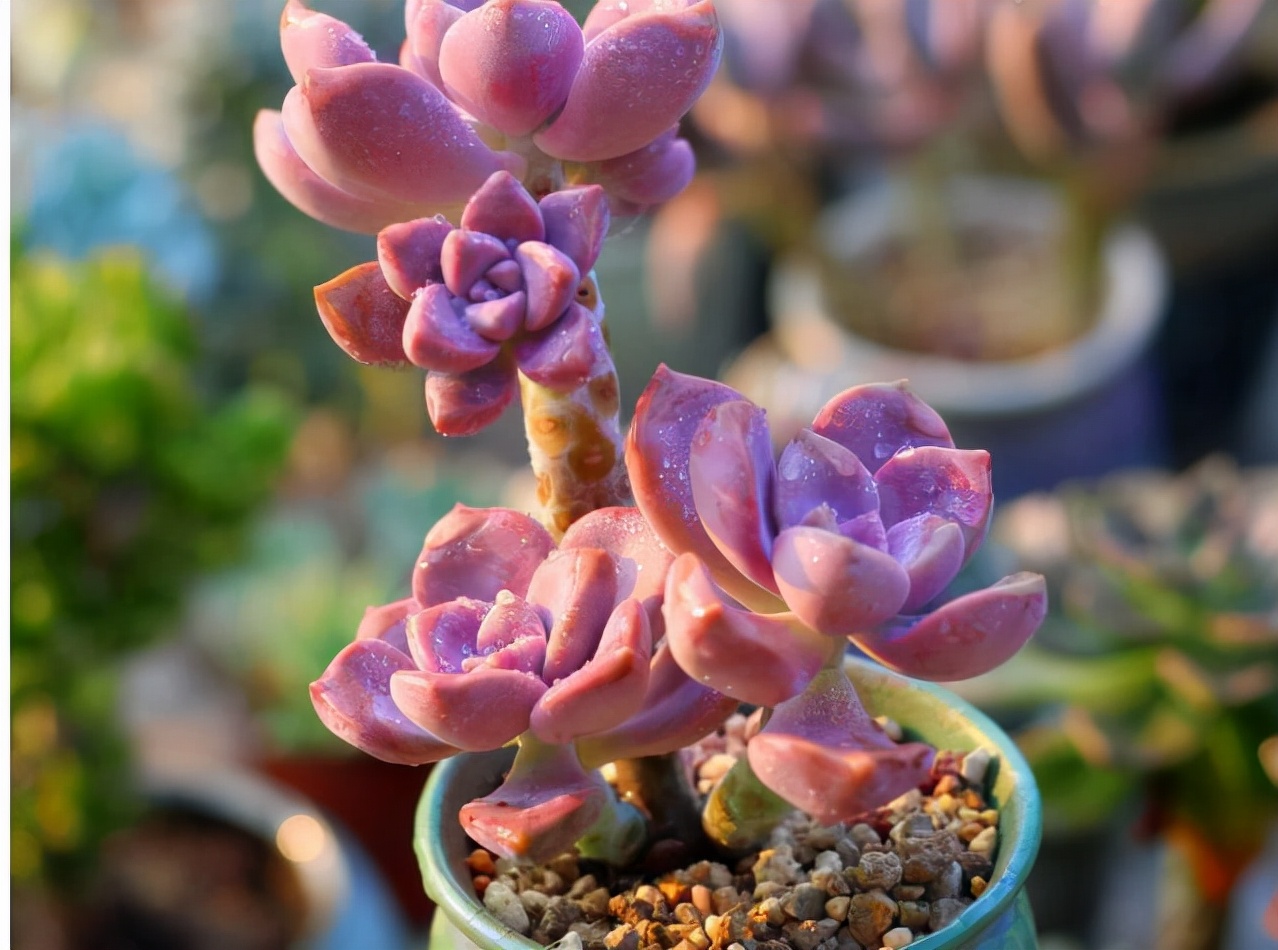 他养多肉10多年,总结出9个易出“高价老桩”的品种,适合新手