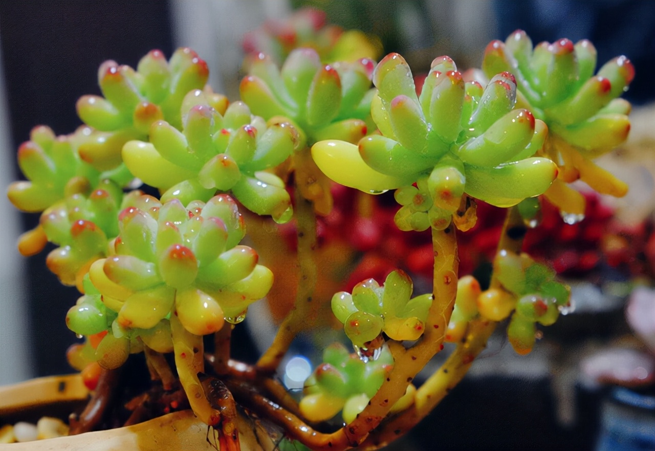 他养多肉10多年,总结出9个易出“高价老桩”的品种,适合新手