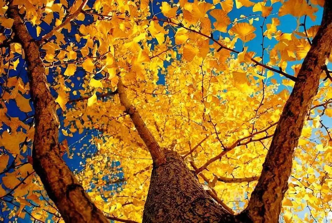 温州银杏哪里最美,温州秋冬的银杏树确实美