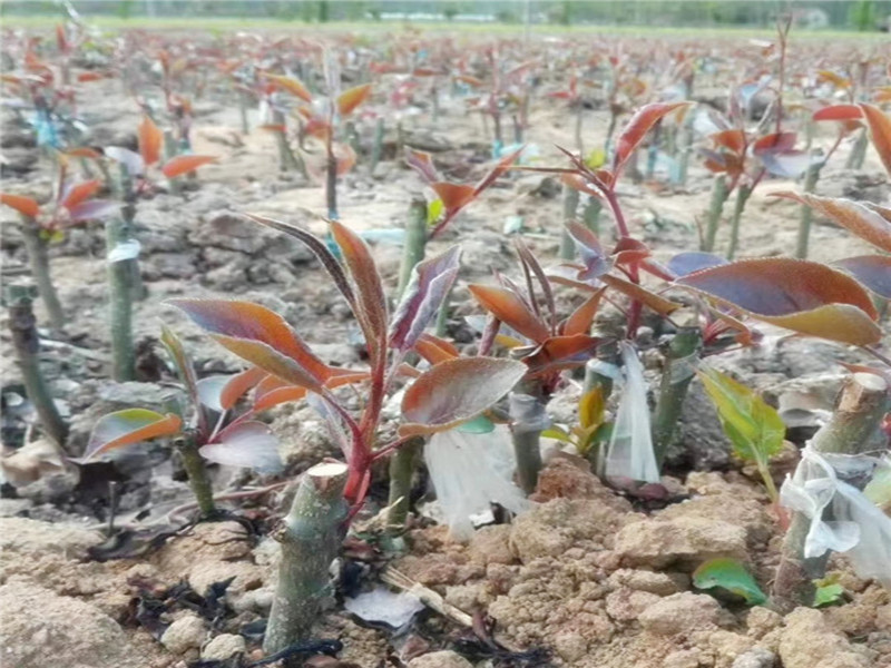 新移栽的树薄膜保温要不要透气,新栽树苗可以用什么灌根