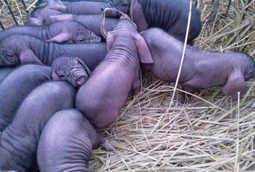 怎么确认*猪种**妊娠,预产期推算及分娩接产技术!