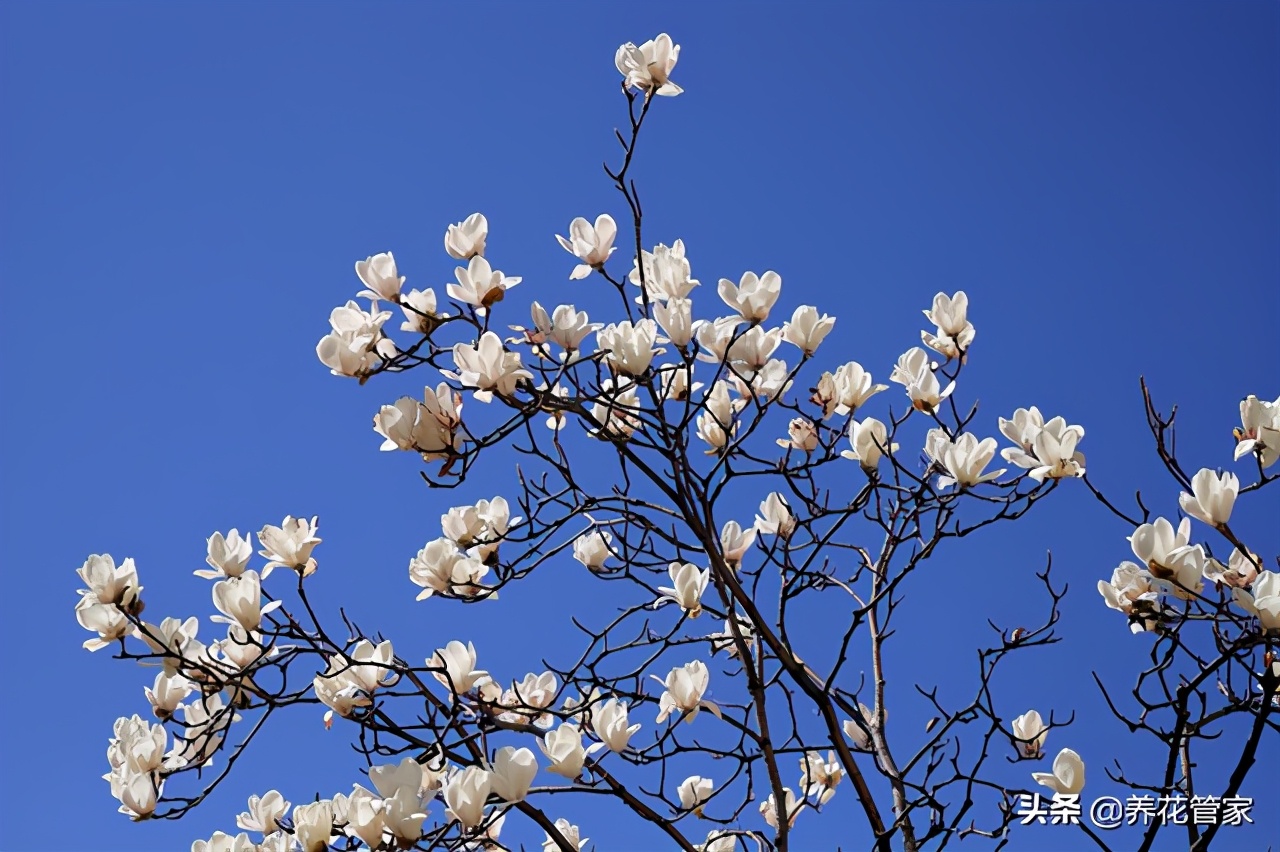 人间二月天歌曲,人间最美二月天图片
