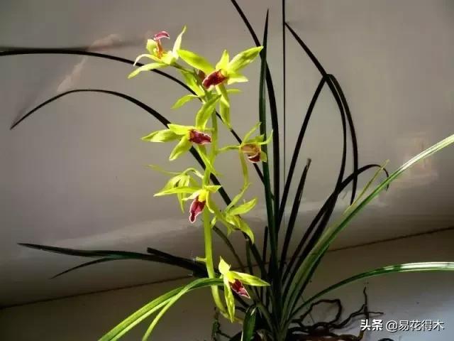 春兰春剑送春莲瓣兰蕙兰怎么分别,蕙兰春兰春剑莲瓣兰对光照的要求