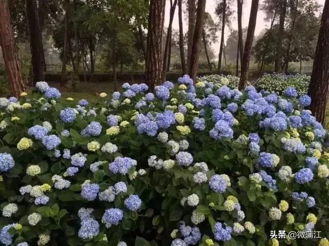 石象湖优惠,石象湖景区3月8号门票优惠吗