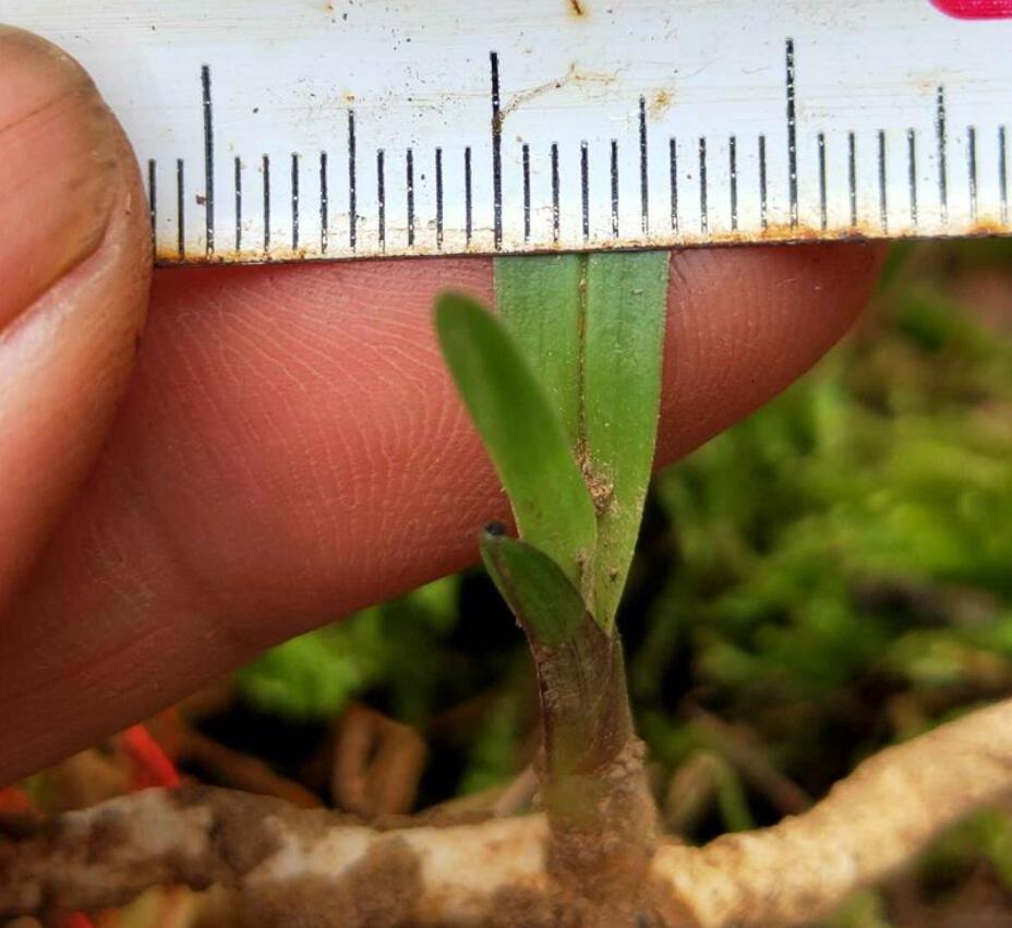 兰花龙根,另类的“赌石”,花上千去赌草,你愿意吗?