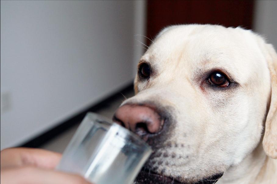 建议老年犬吃这些食物对身体好,老年犬需要补充什么营养