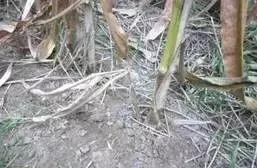 玉米杈子到底是掰好还是不掰好,玉米芽子掰了高产还是不掰高产