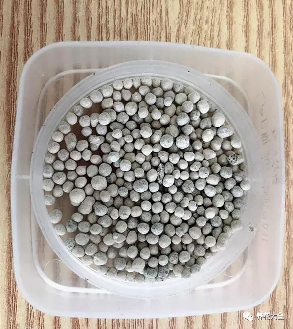 绿萝与铜钱草四季养护,怎么让铜钱草长得和绿萝一样