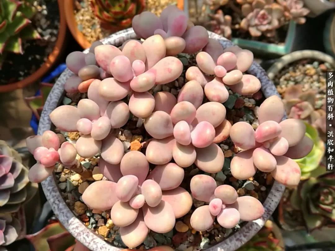 多肉的四季轮回,四季轮回多肉