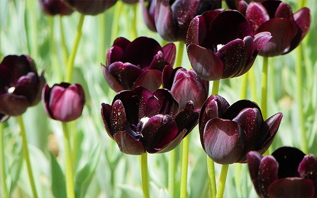 古代郁金香文化,中国郁金香的古代文化