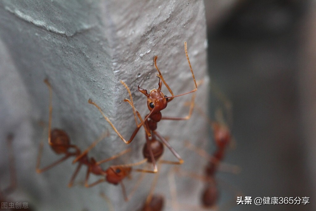 被虫子咬了反反复复怎么办,野外被虫子咬了怎么消肿最快