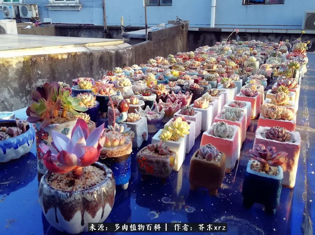 那个爱画多肉的小姑娘带着她的心头肉又来啦！