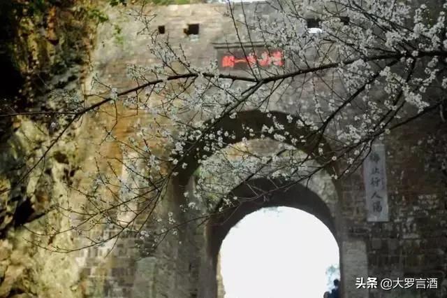 来广东不饮早茶等于没来过,饶平的美食