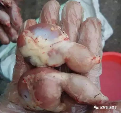 鸡拉血粪怎么治疗最好,鸡拉血不治会自愈吗