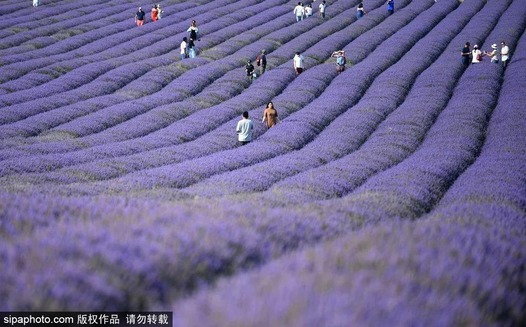 薰衣草花海真是太美了,北京薰衣草花海打卡网红地