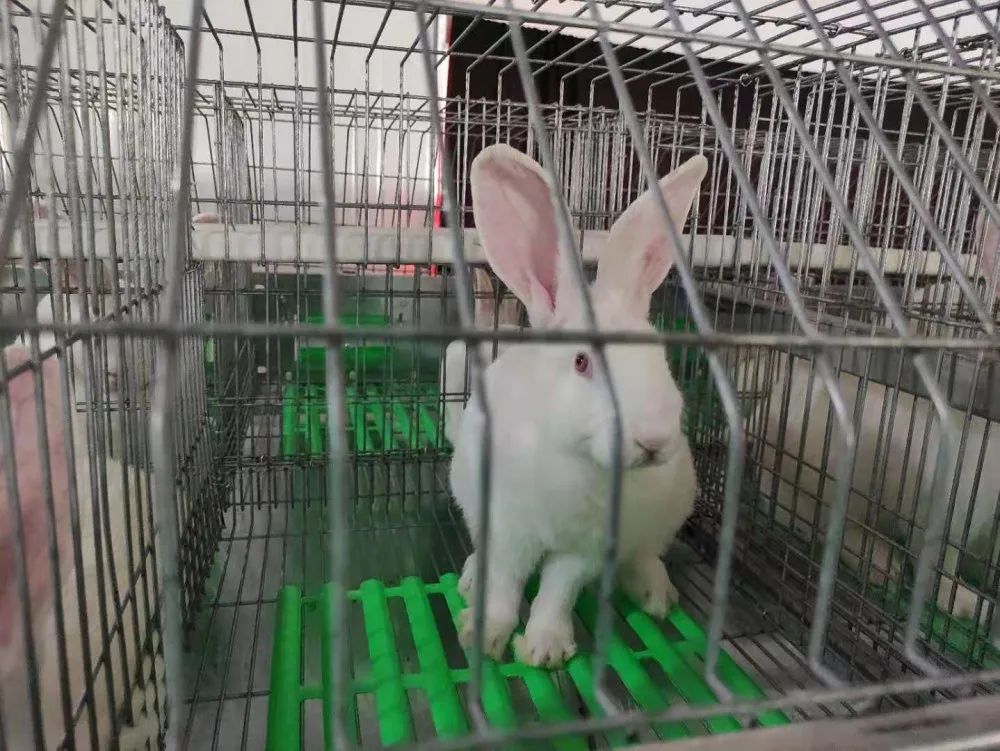 上万只兔子“搬新家”？肇庆这个项目有新进展！全部投产后将实现年产值1.3亿……