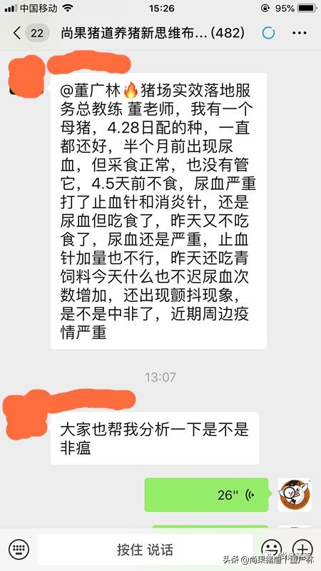 当下遇到母猪尿血的现象怎么办？