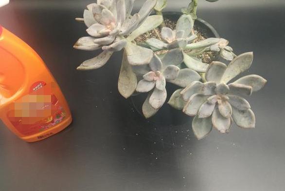 蚧壳虫最喜欢吃什么多肉,蚧壳虫不吃多肉的天敌