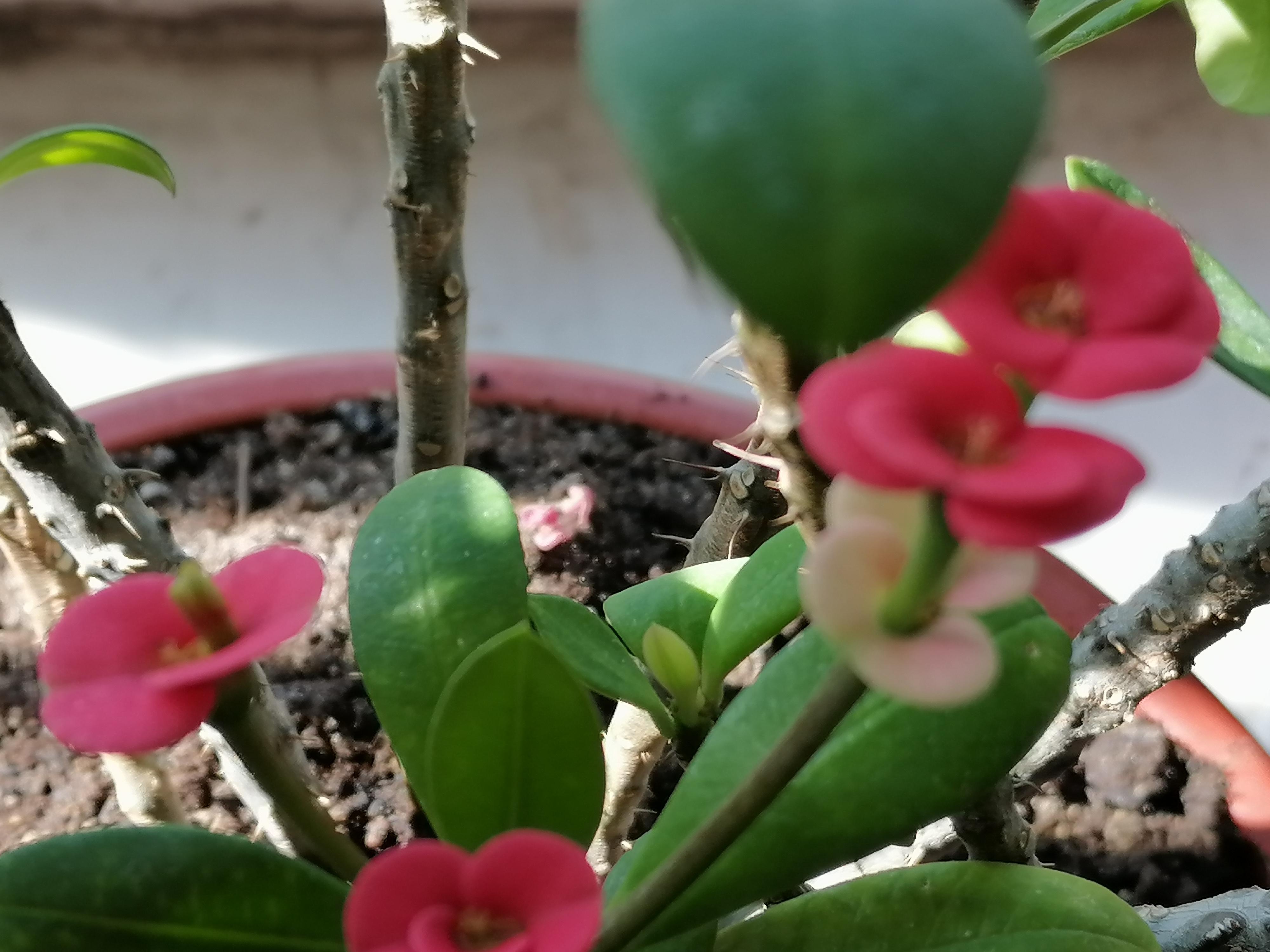 黎老太太全部视频,黎老太的故事完整视频