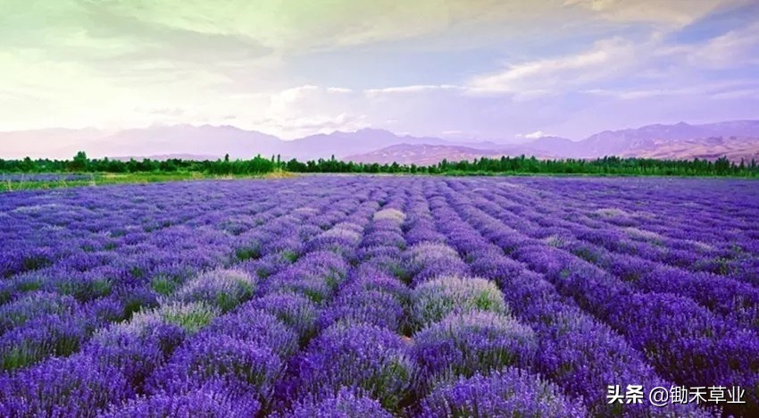 抹不去的记忆-狭叶薰衣草