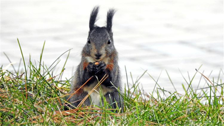 如何挑选一只亲人的魔王松鼠,新手养魔王松鼠好还是红腹松鼠