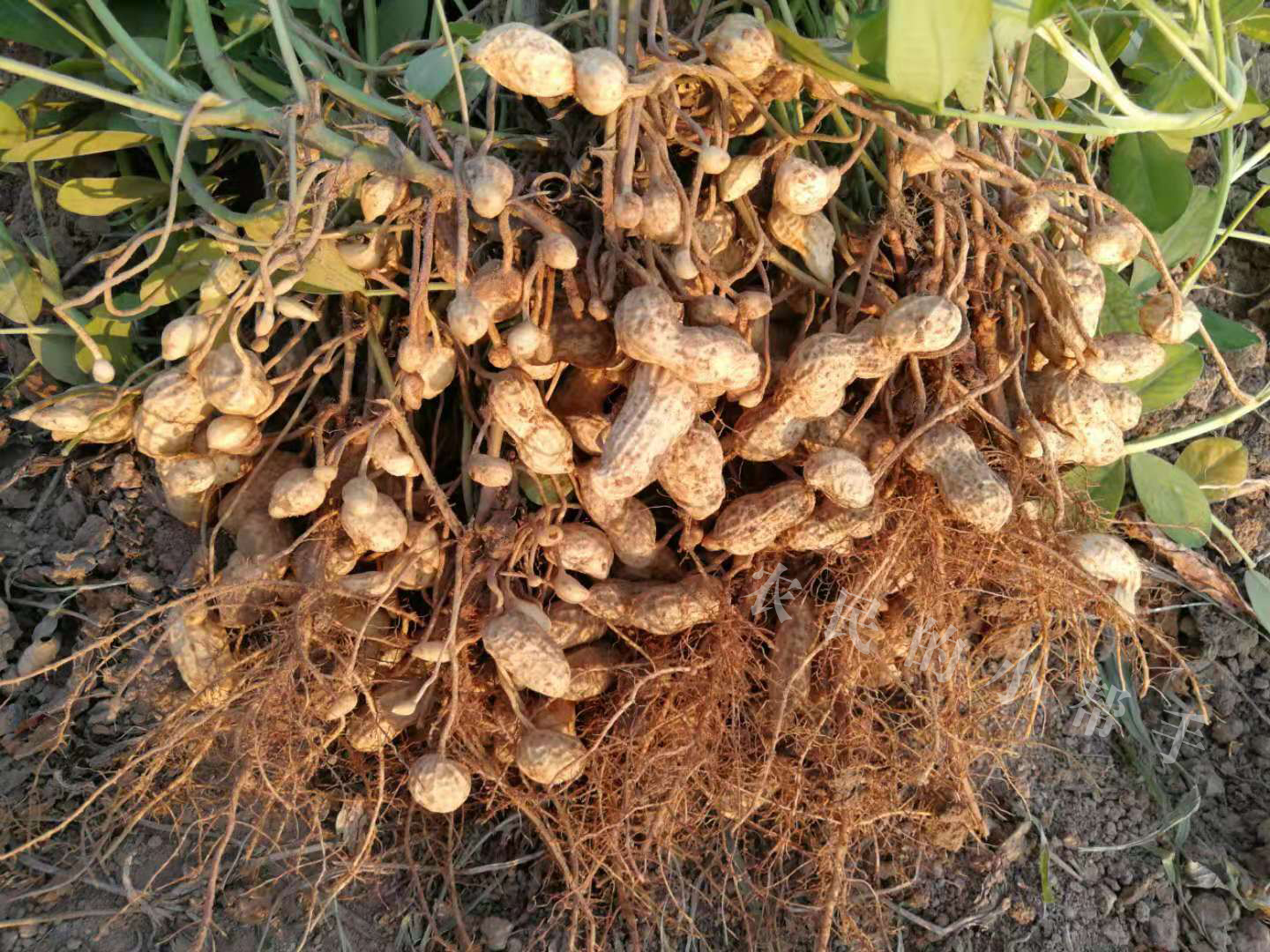 种植花生,为何有人亩收益达到2500元,有人亩收益只有1000元?