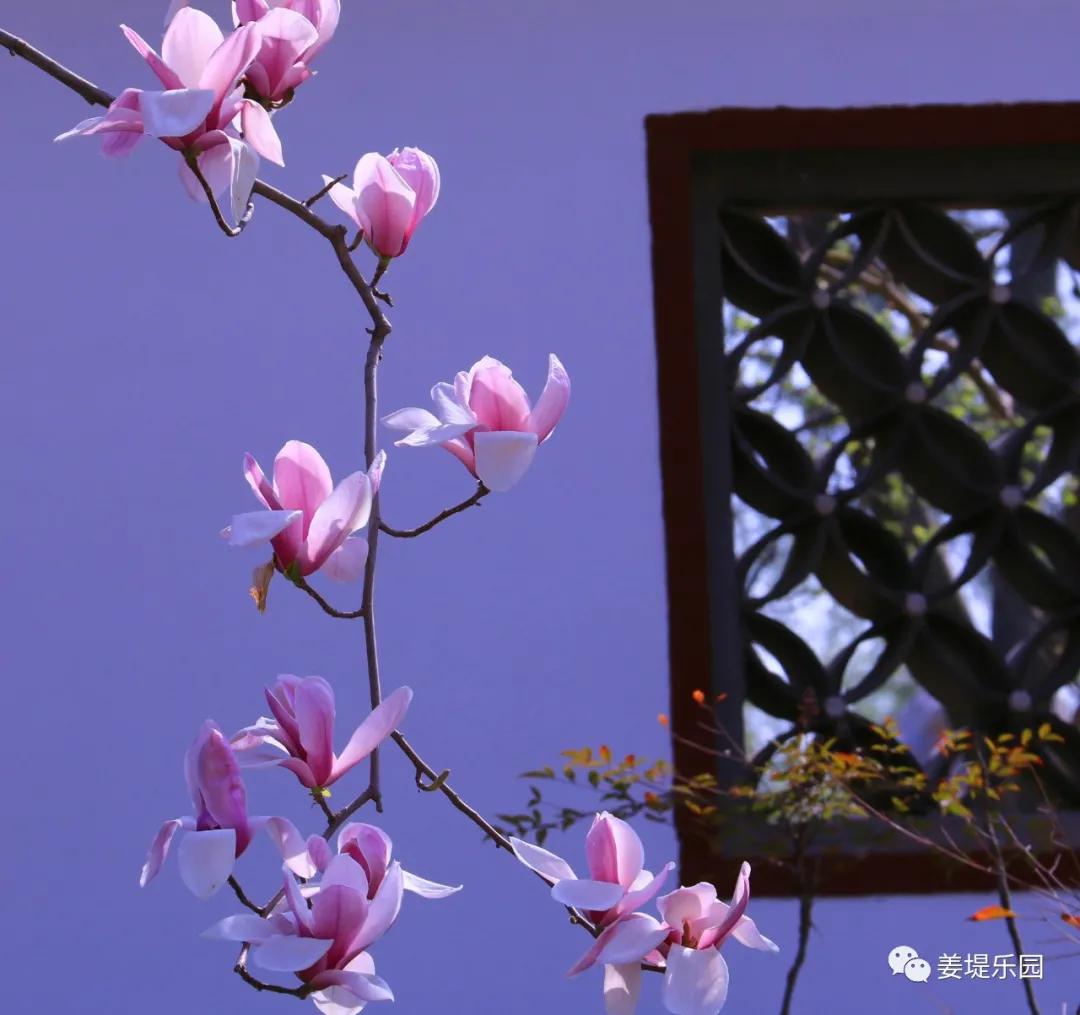 春天踏春去哪里好玩,又是一年春来到歌曲原唱视频