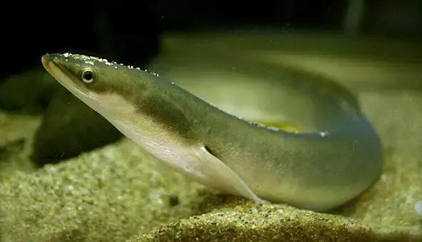 宁波一渔民整理海鲜大全,宁波最全的海鲜